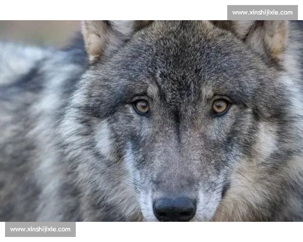 狼与人千年对峙的生存博弈智慧恐惧与文明冲突史自然边界重塑之路